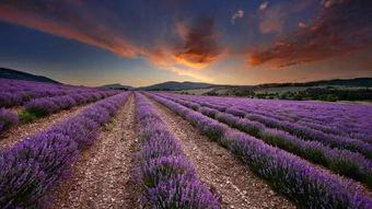 薰衣草16在线观看土豆,土豆独家首播，浪漫邂逅等你来见证