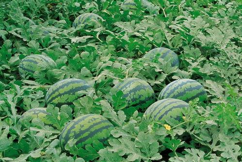 吃瓜八卦群免费下载安装,免费下载安装，畅享娱乐资讯盛宴