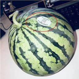 网红吃瓜的平台是什么,揭秘热门平台背后的秘密